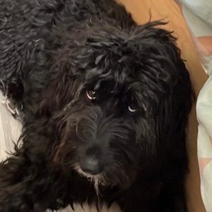 Meet your Posher, Ardalan